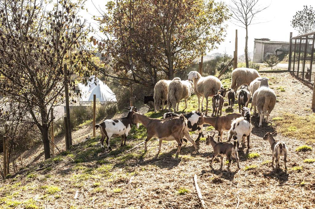 Azienda Agrituristica Alcastle Montabone Kültér fotó