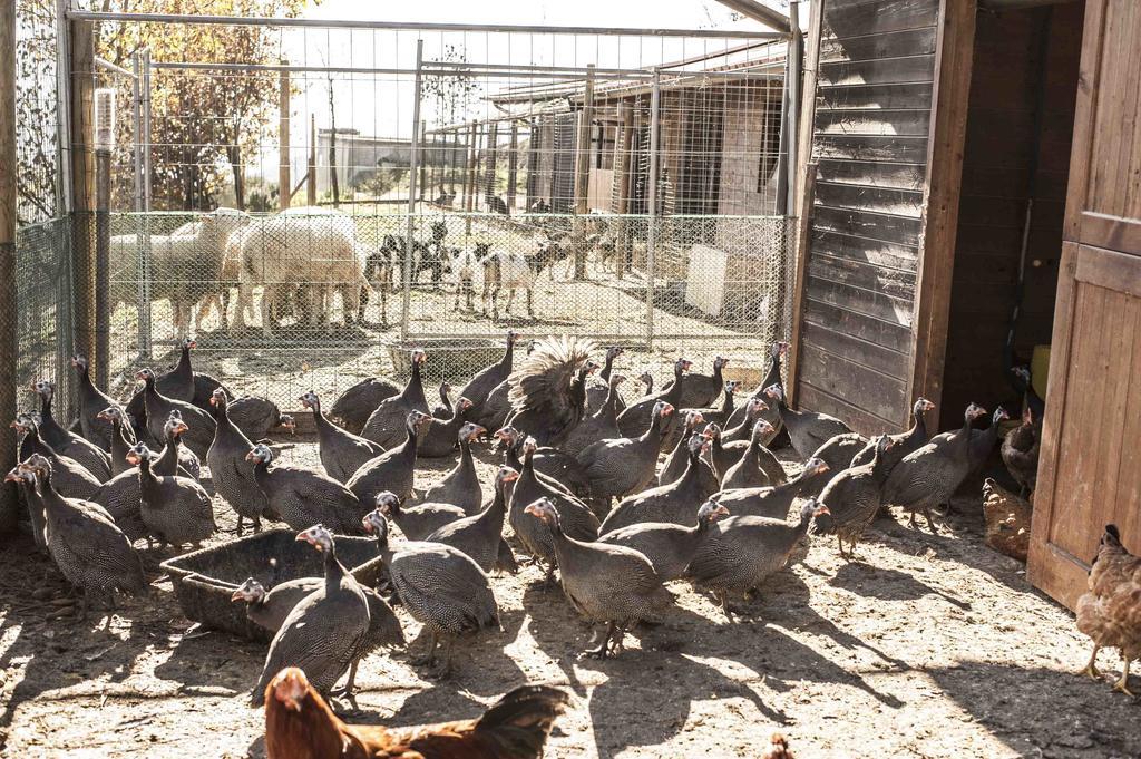 Azienda Agrituristica Alcastle Montabone Kültér fotó